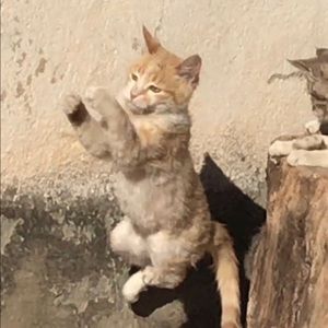 Meet your Posher, Mark